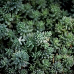 Wireless Earbuds